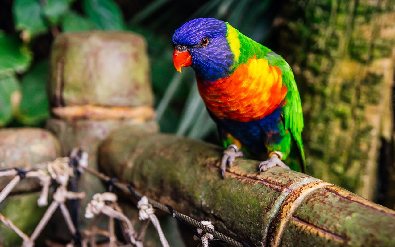 新澳資彩長期免費資料，F(xiàn)G68.41.14解讀：專家視角分析