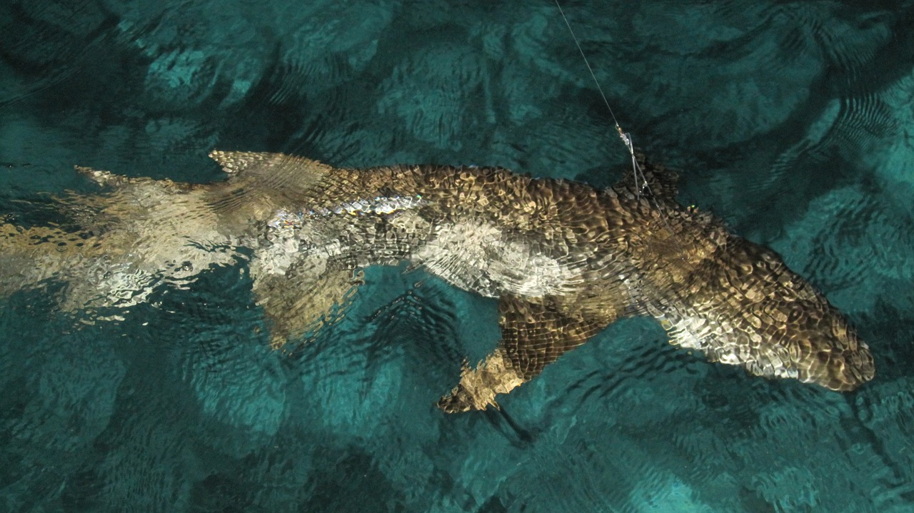 探索海洋世界，最新捕魚版下載全新體驗