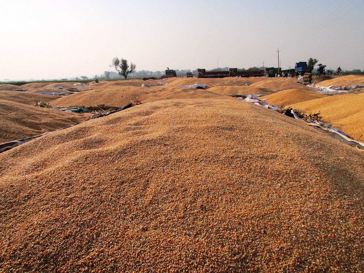 青島玉米價格動態(tài)及分析概覽