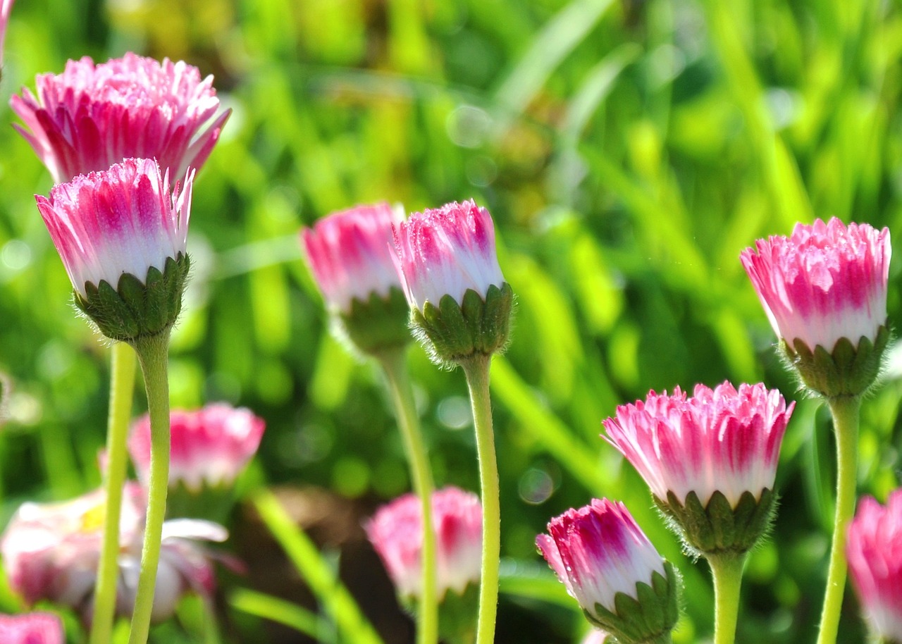 昆明斗南花卉招聘啟事，尋找優(yōu)秀人才加入我們的團隊