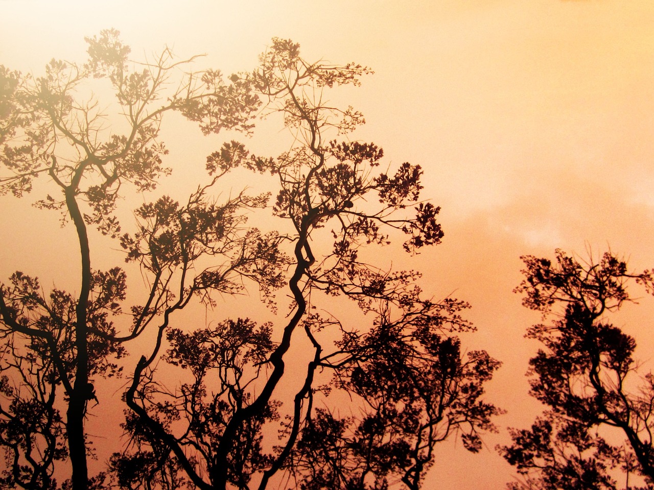 保定君木棠蓬勃發(fā)展與創(chuàng)新突破的最新動態(tài)