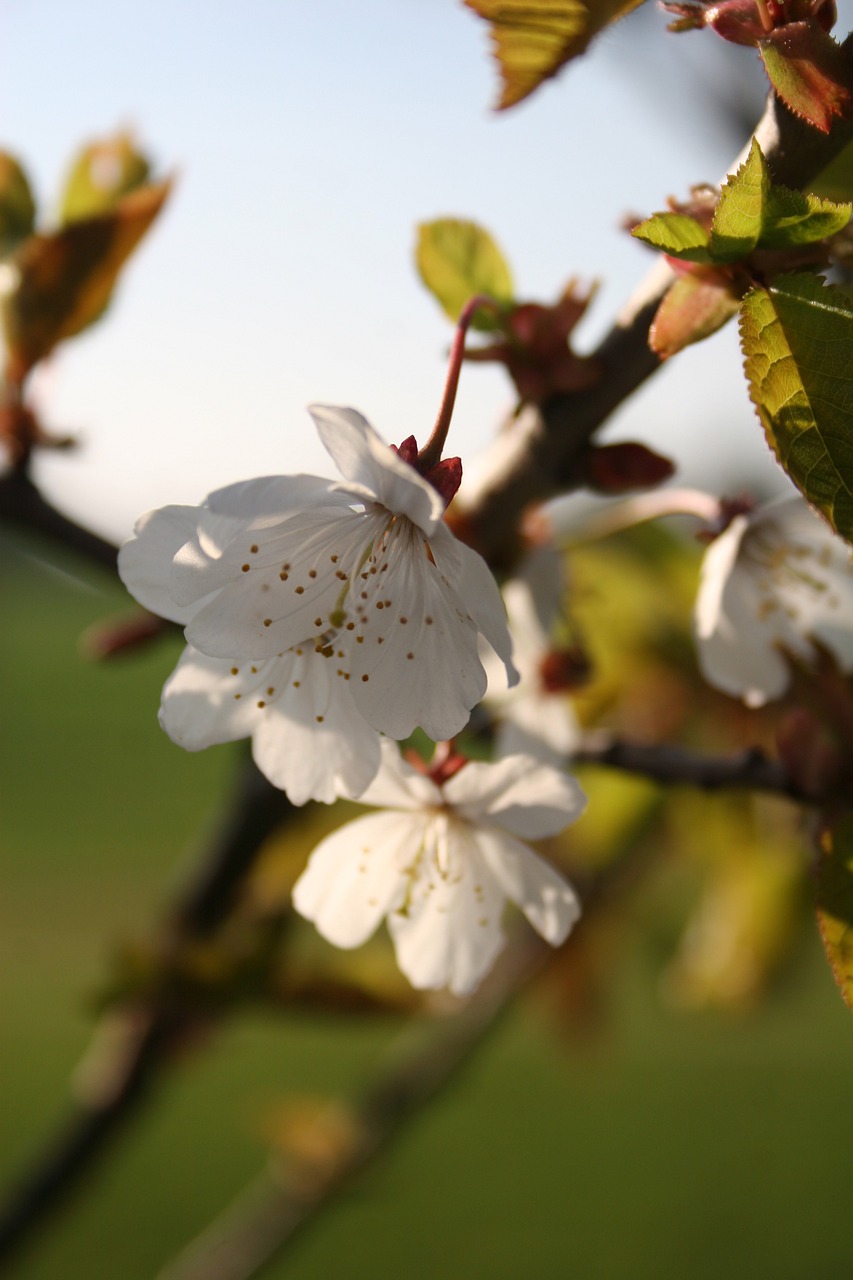 萊茵春天最新動(dòng)態(tài)，綠色生態(tài)發(fā)展的先鋒力量引領(lǐng)者