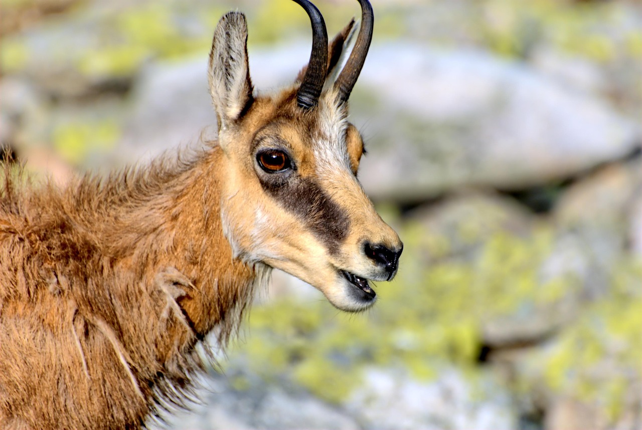 最新狐貍款式，時(shí)尚與自然的完美融合