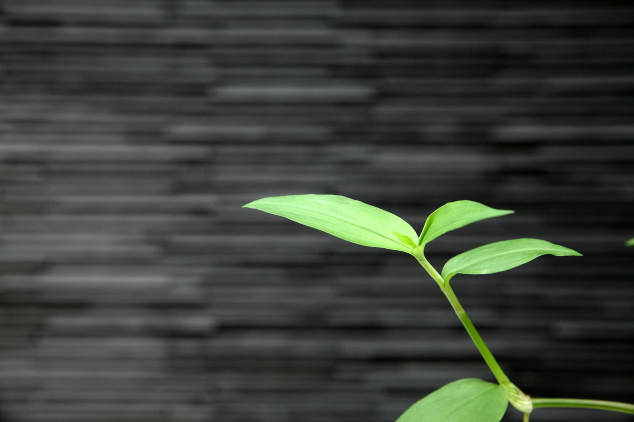 探索綠色生活新境界，最新綠色生活文章匯總