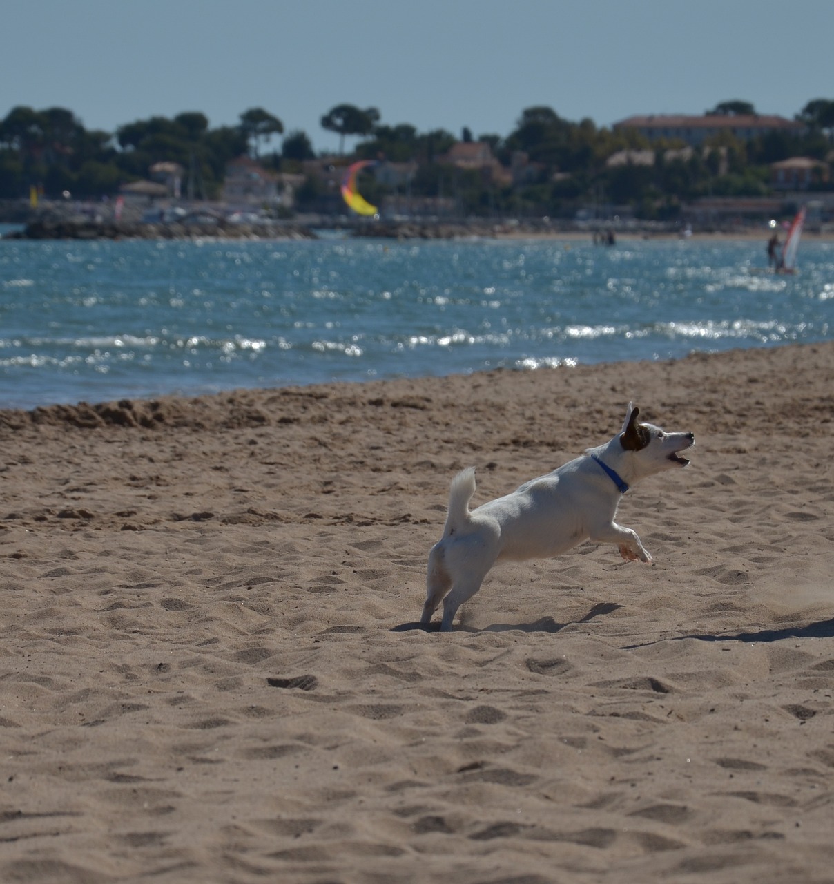 自由潛比賽，探索水下世界的競(jìng)技狂歡