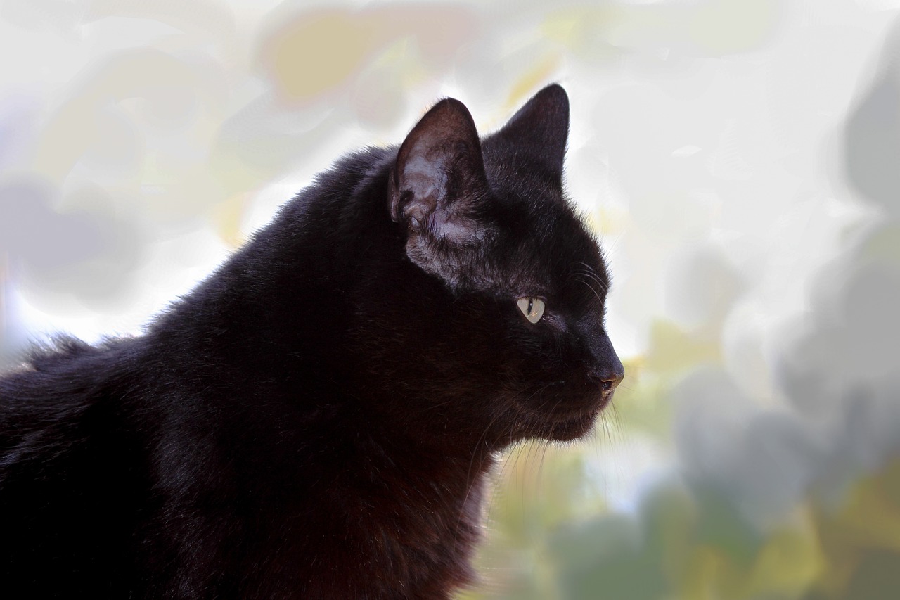 萌寵貓咪觀看最新動畫版，數(shù)字世界的奇妙交融之旅