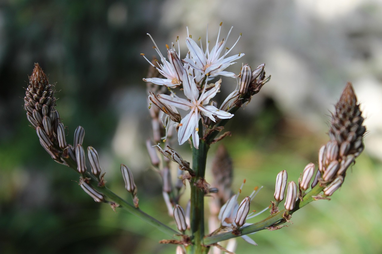 全球病毒最新動態(tài)，疫情形勢分析與應(yīng)對策略探討