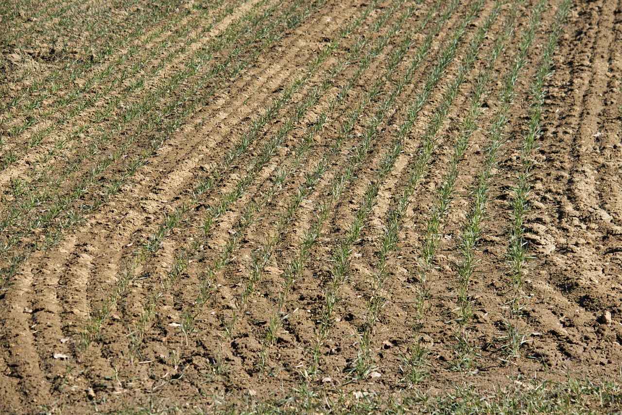 金鄉(xiāng)蒜業(yè)最新動態(tài)，繁榮產(chǎn)業(yè)與資訊播報