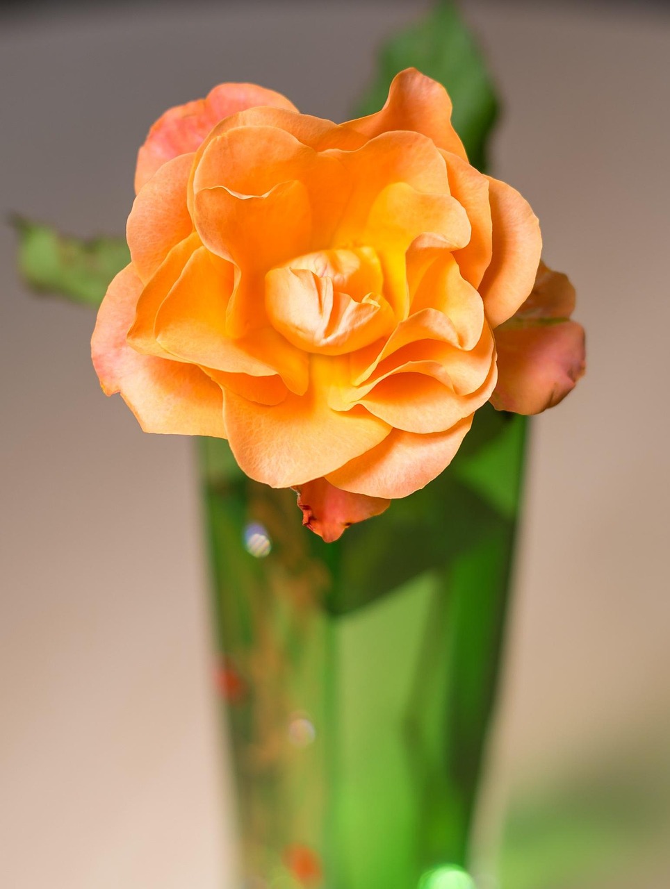 香月湖業(yè)主論壇最新動態(tài)概覽，掌握最新動態(tài)，關(guān)注業(yè)主聲音