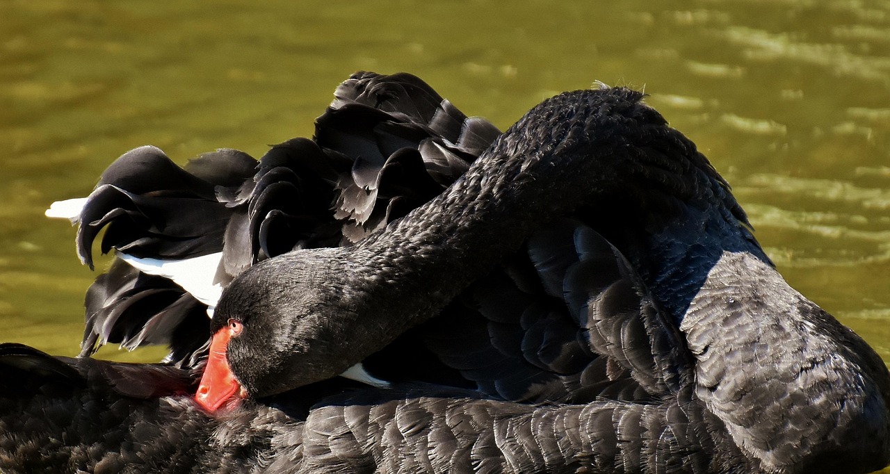 黑棕鵝價(jià)格行情詳解與趨勢(shì)分析