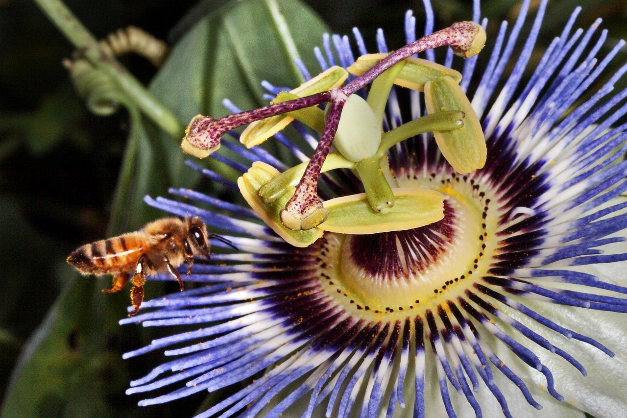探索蟲界奧秘，最新蟲子資訊與行業(yè)動(dòng)態(tài)速遞