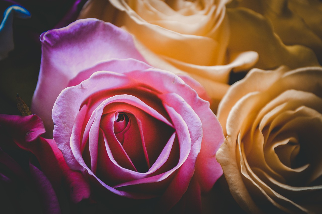 日本動漫中的情感探索與角色塑造，H元素的深層含義解讀