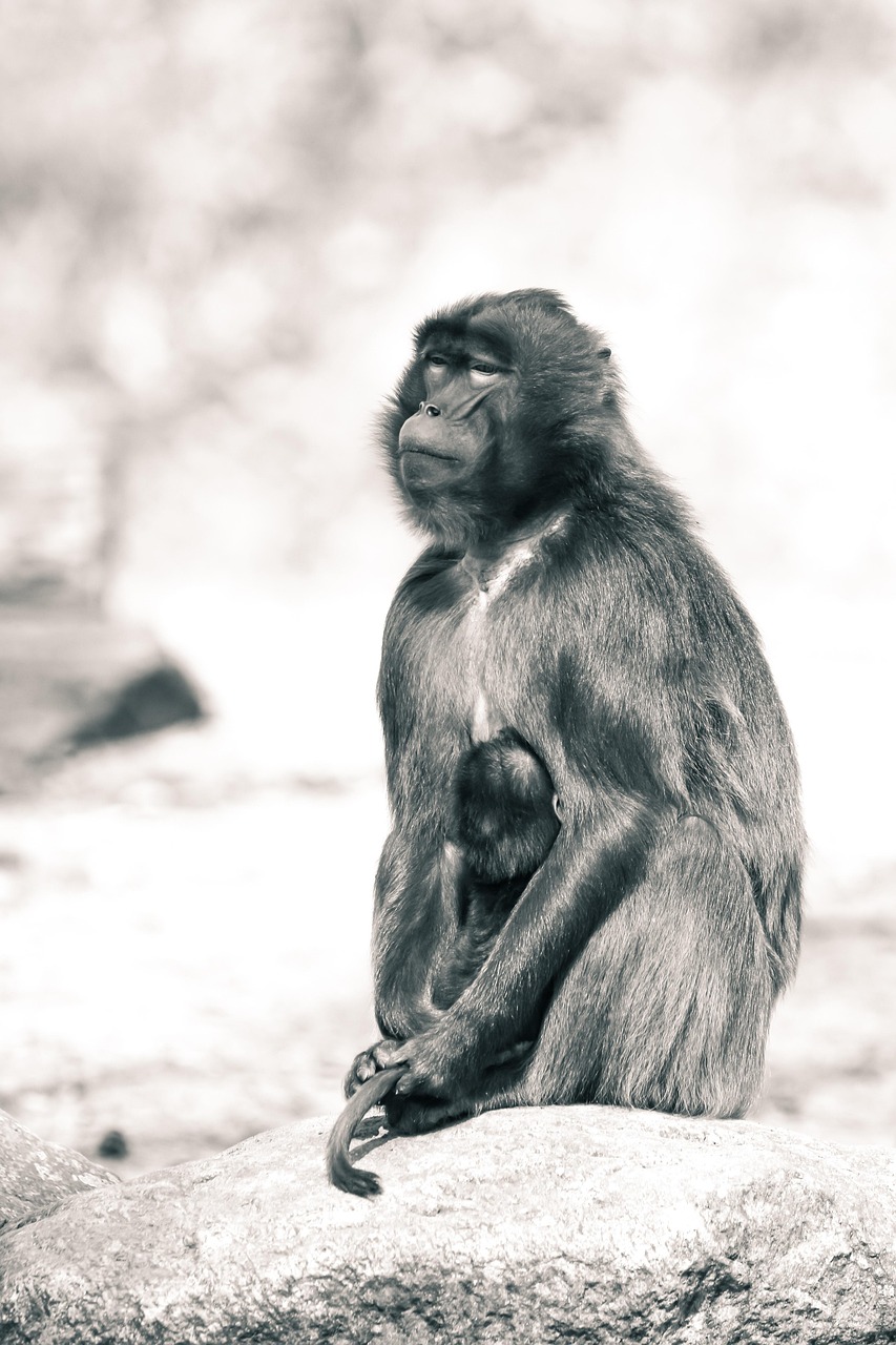 薩德系統(tǒng)最新動態(tài)，全球安全局勢的新焦點(diǎn)觀察