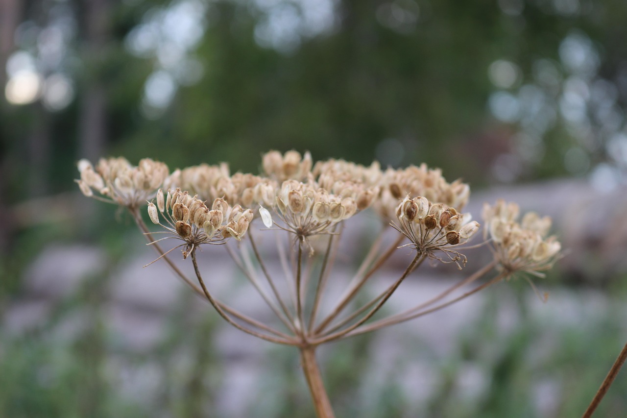 中國煤炭價格動態(tài)資訊深度解析與趨勢預(yù)測