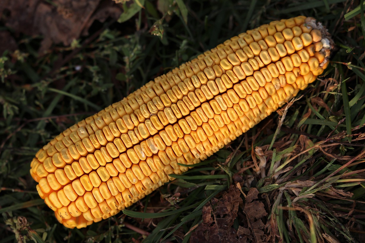 新型玉米去殼機(jī)演示視頻，展現(xiàn)高效農(nóng)業(yè)科技的魅力