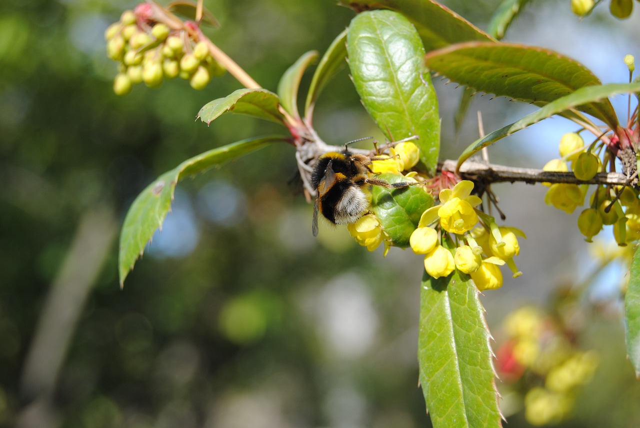 許昌馨景花園最新動態(tài)更新，許昌馨景花園最新消息速遞