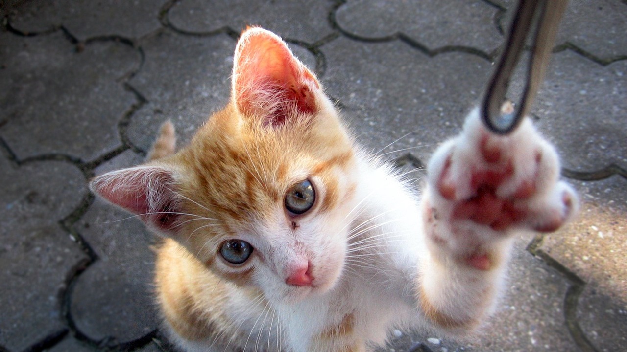 CFQQ活動(dòng)資訊大揭秘，最新動(dòng)態(tài)與精彩瞬間探索