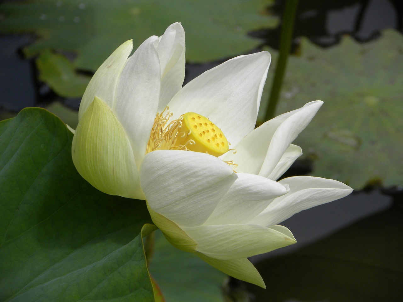 煙臺冰輪最新動(dòng)態(tài)，創(chuàng)新引領(lǐng)，邁向高質(zhì)量發(fā)展之路