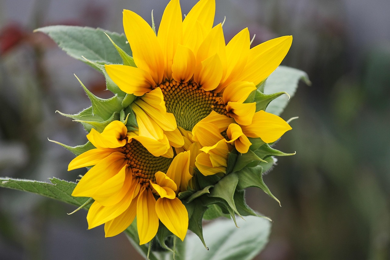 沃柑新品種探索，柑橘產(chǎn)業(yè)的未來(lái)希望之星介紹