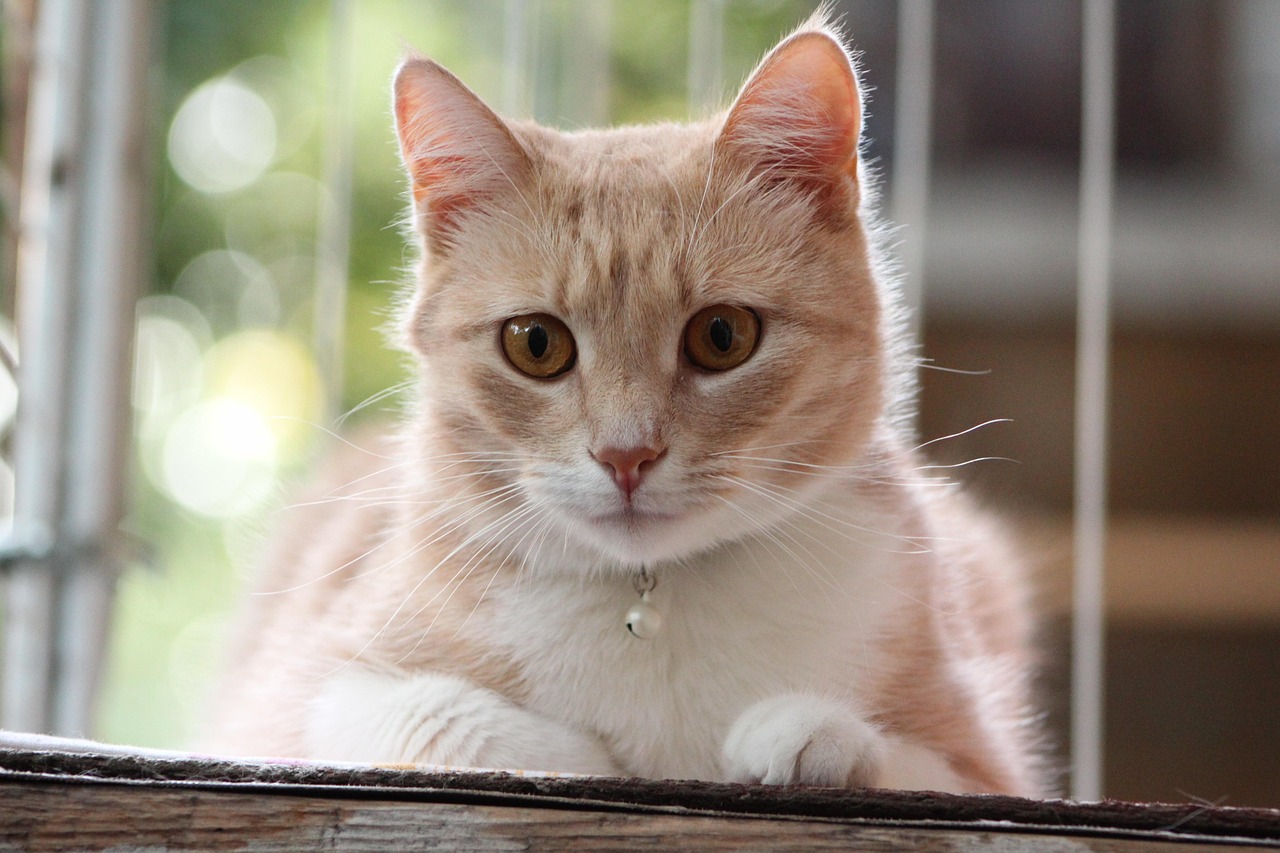 定位貓更新資訊，探索新時代的寵物資訊定位服務新動向