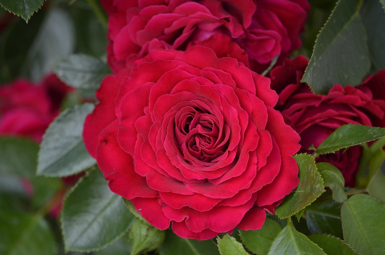 朵朵舞最新動態(tài)，潮流引領(lǐng)，獨(dú)特魅力綻放