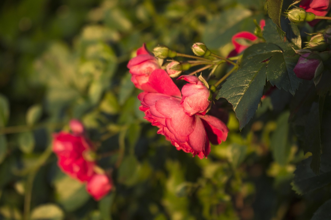 揭秘堯天刺客未來(lái)發(fā)展趨勢(shì)與戰(zhàn)略調(diào)整新動(dòng)態(tài)