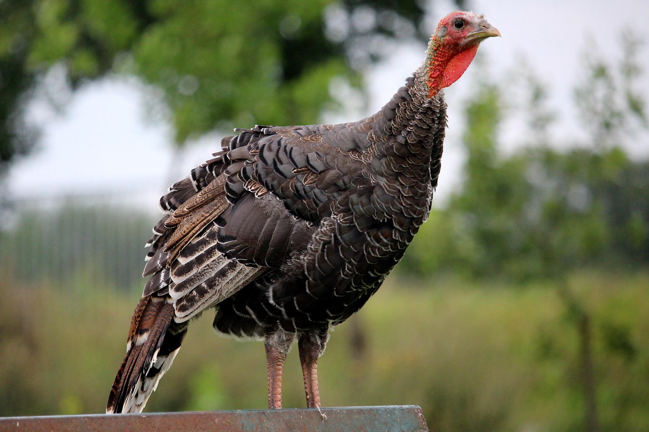 下載袋熊視頻最新版，享受最新視聽盛宴