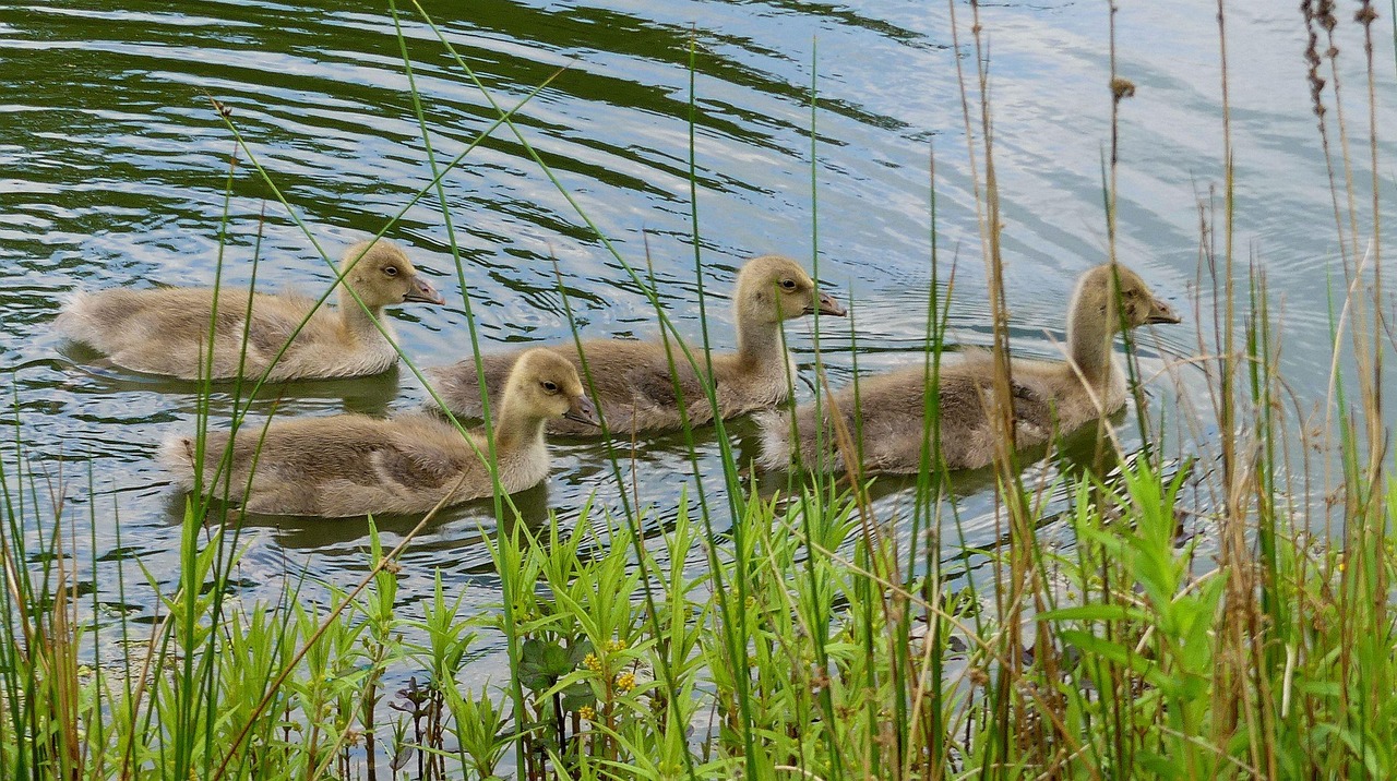 今日水禽網(wǎng)鴨產(chǎn)品行情概覽與深度分析
