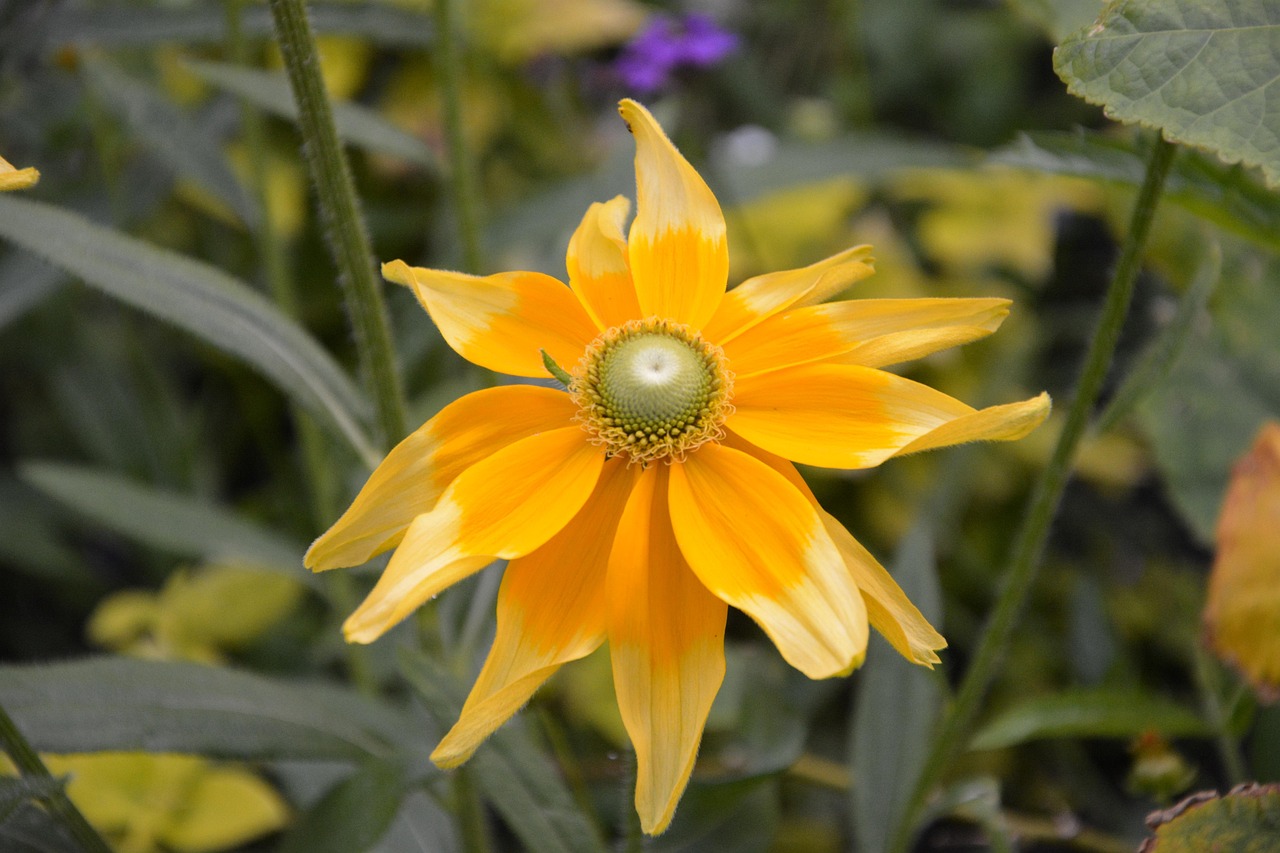 河源江東新區(qū)蓬勃發(fā)展，新引擎持續(xù)驅(qū)動最新動態(tài)揭秘