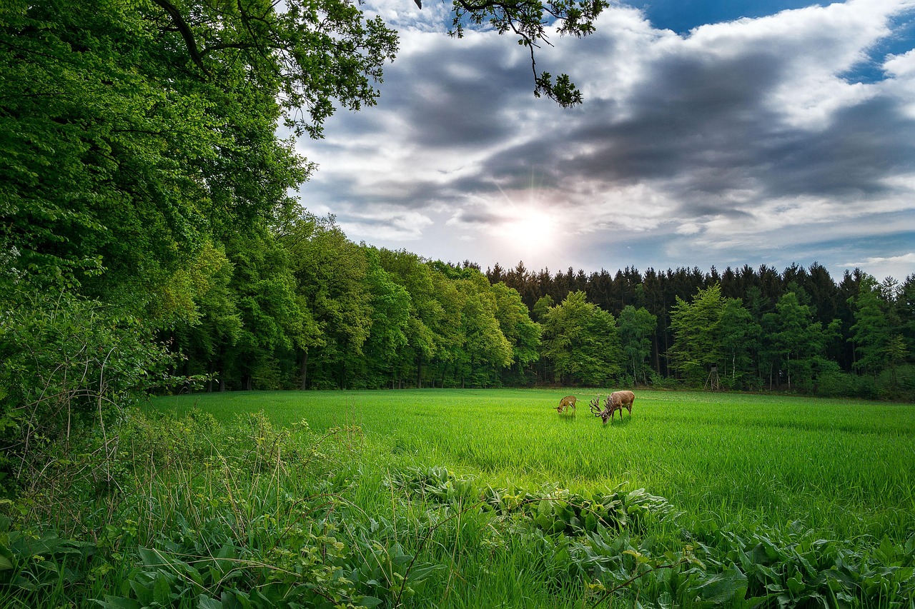 四川H7N9疫情最新動態(tài)揭秘，2017年最新進展報告